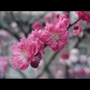 Meet your Posher, Audrey